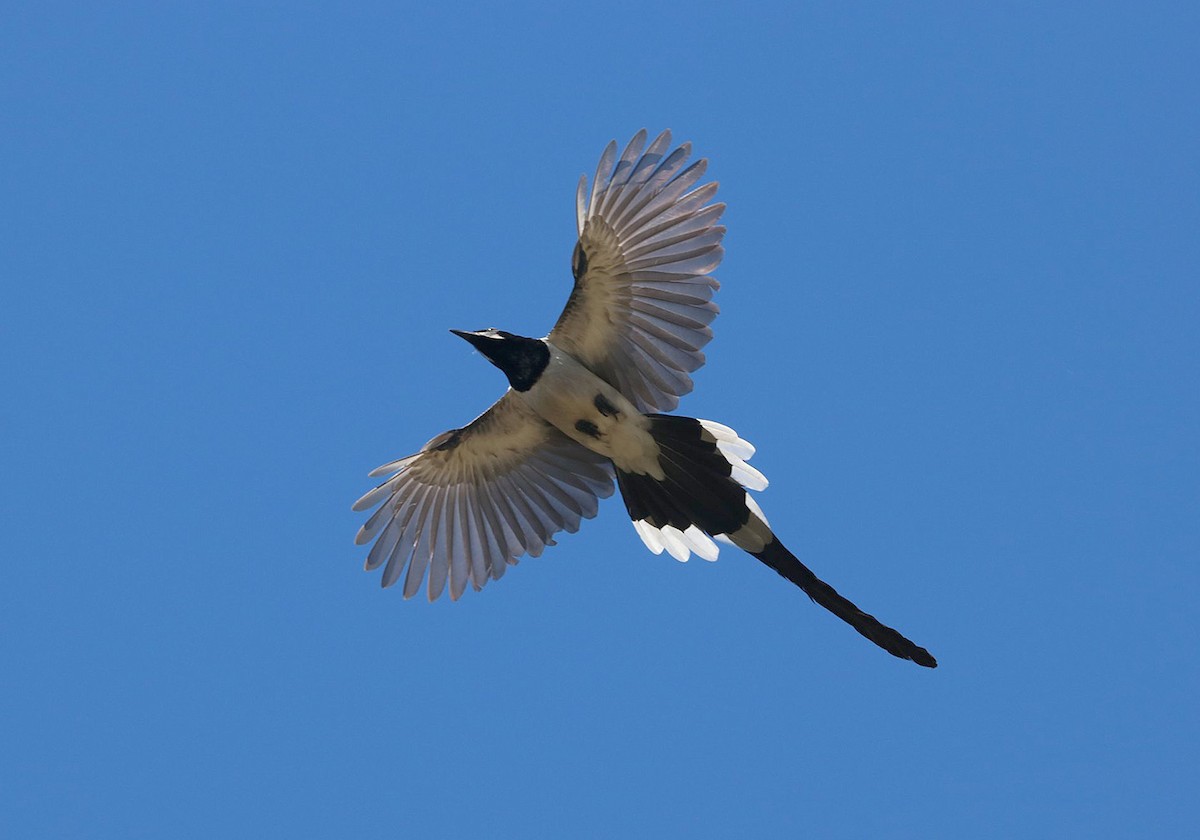 Black-throated Magpie-Jay - ML134094291