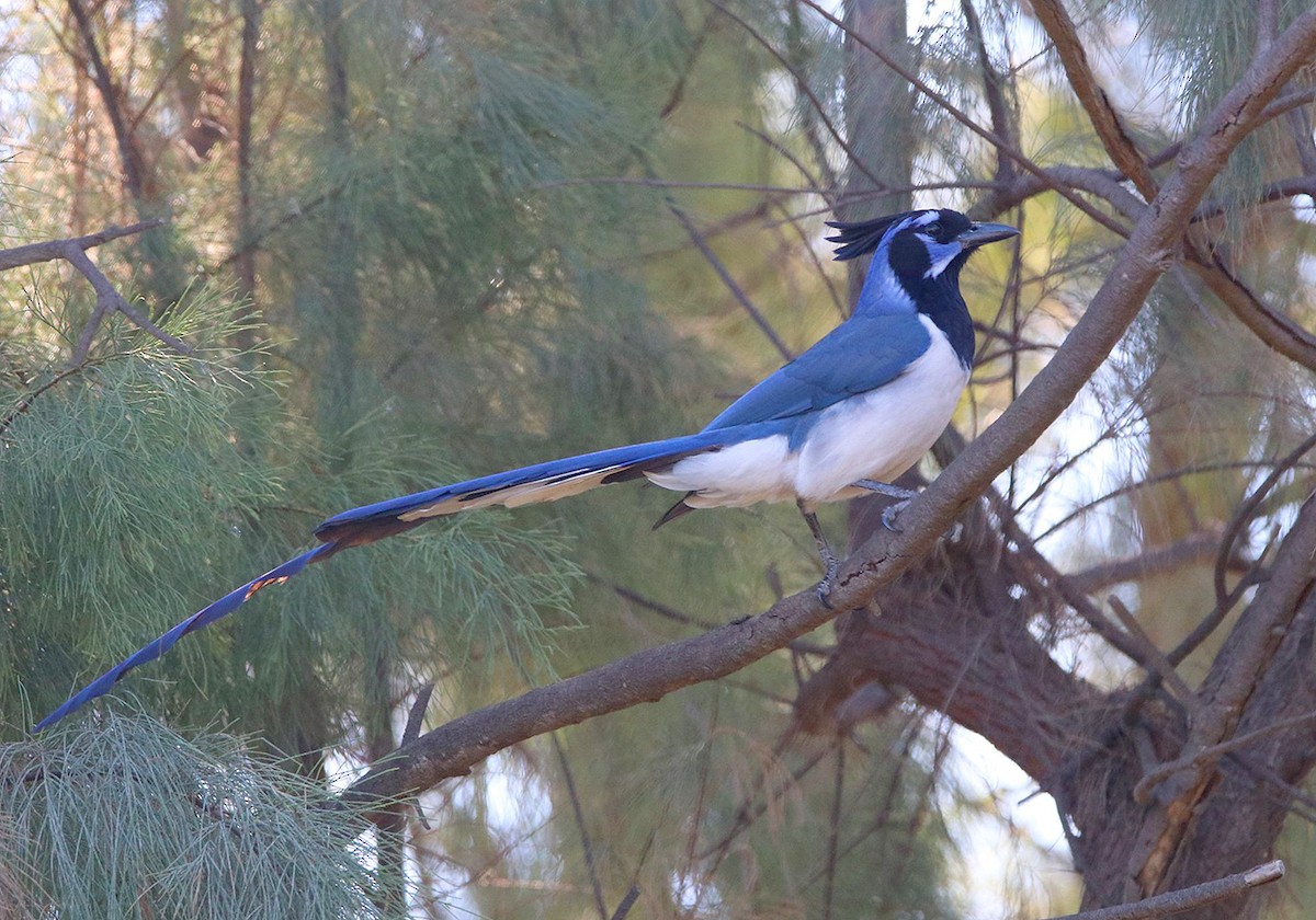 Black-throated Magpie-Jay - ML134094311