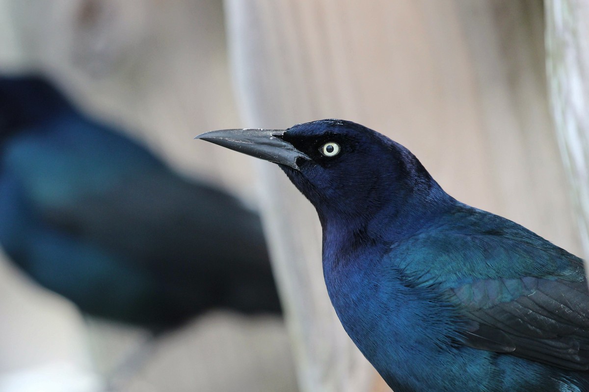 Boat-tailed Grackle - ML134096371
