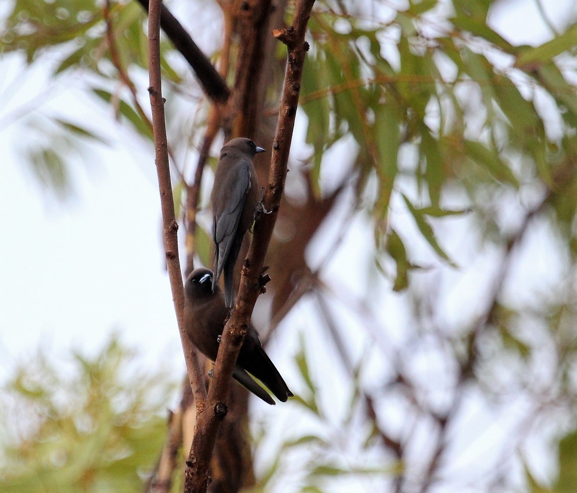 Little Woodswallow - Berend van Baak