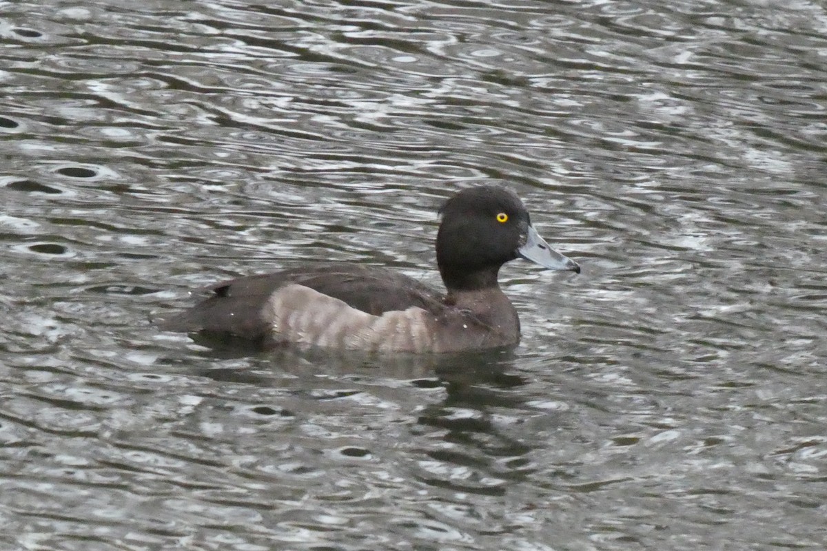 Tufted Duck - ML134100771