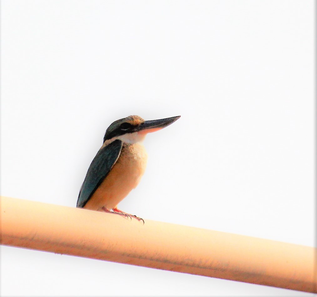 Sacred Kingfisher (Australasian) - Berend van Baak