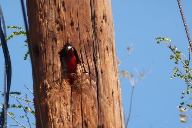 Puerto Rican Woodpecker - ML134103501