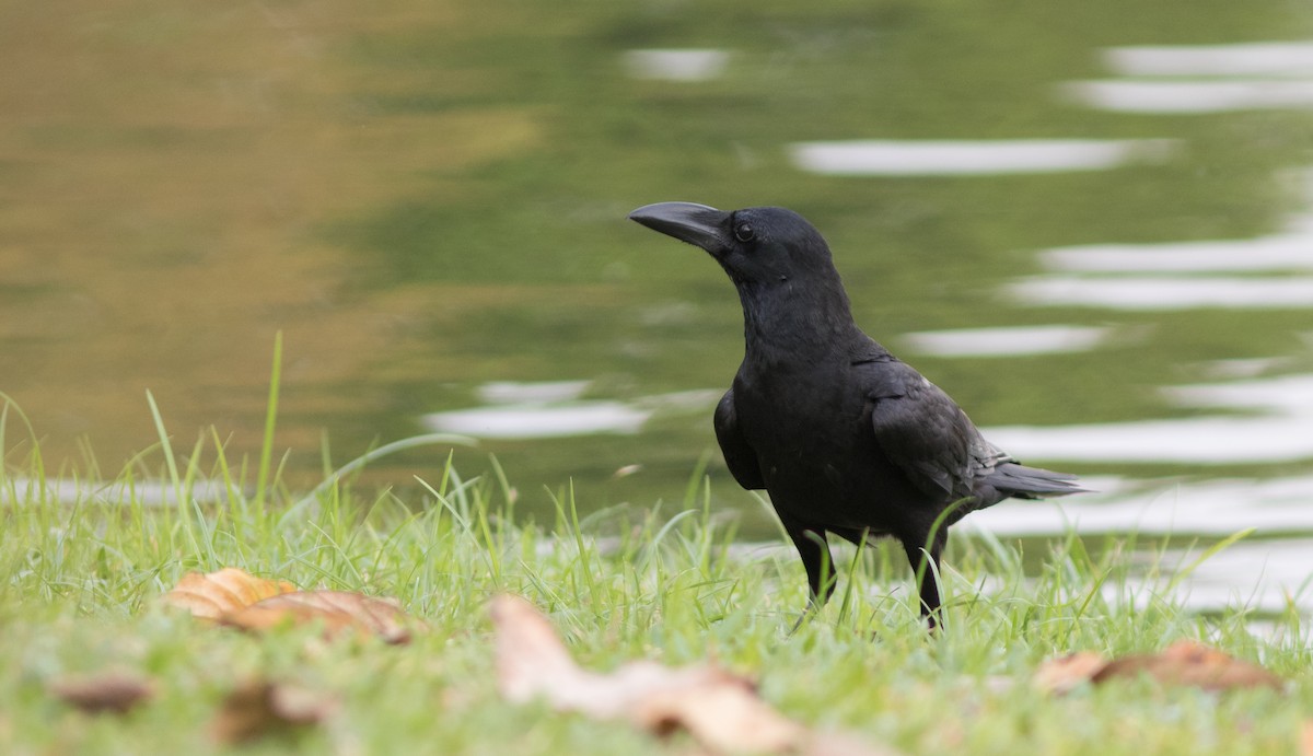 Large-billed Crow (Eastern) - ML134108071