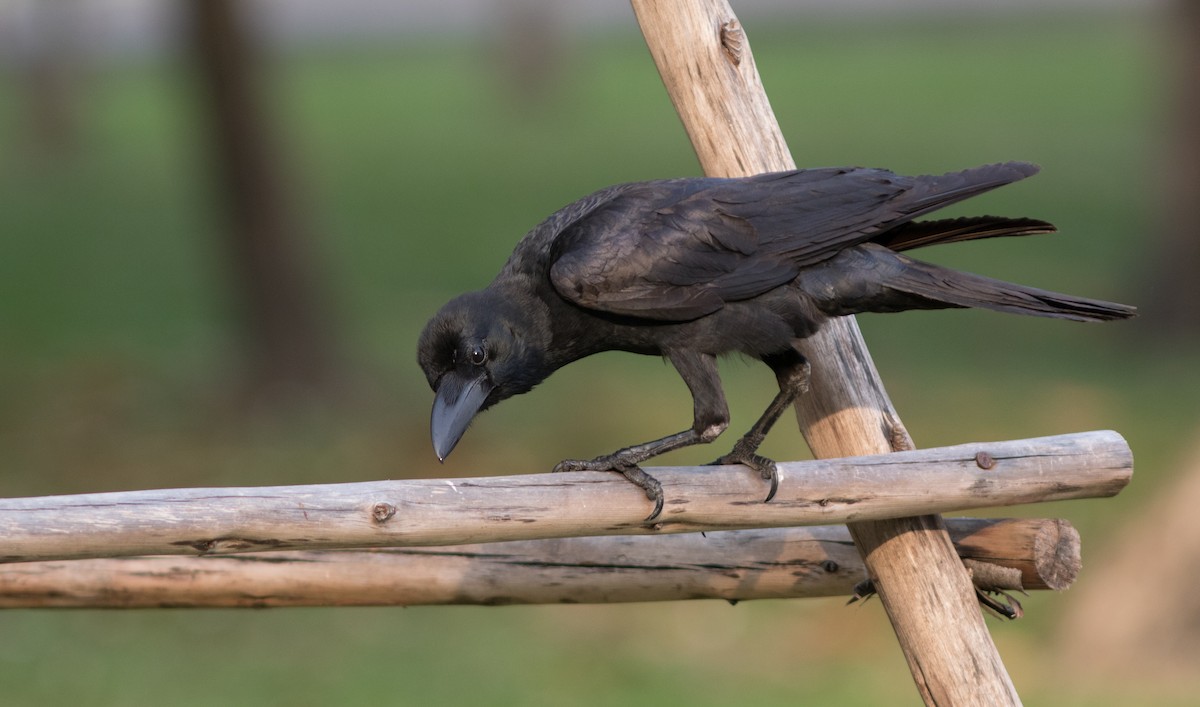 Large-billed Crow (Eastern) - ML134108081