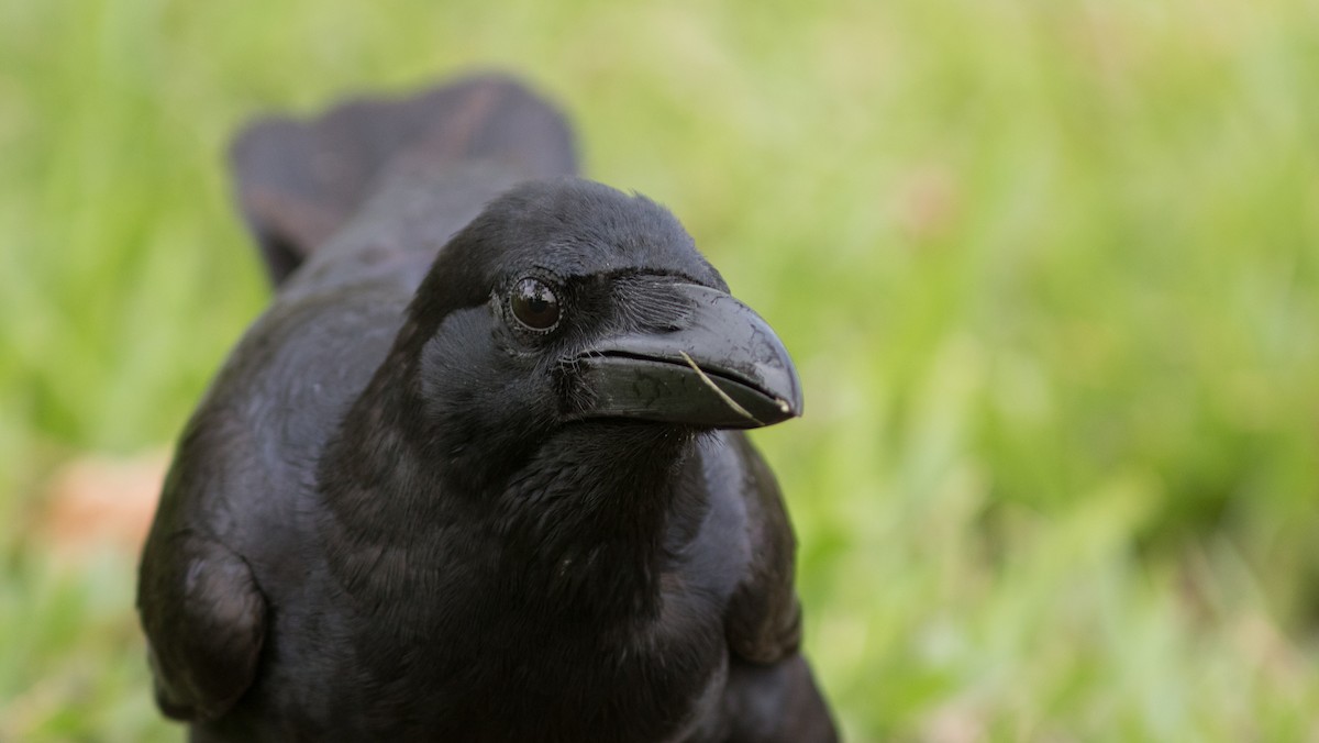Large-billed Crow (Eastern) - ML134108121