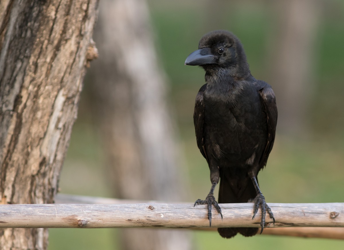 Large-billed Crow (Eastern) - Doug Hitchcox