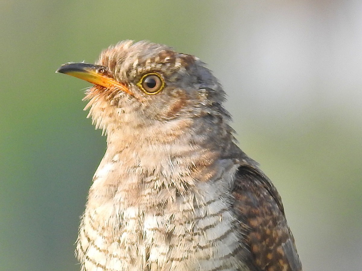 Common Cuckoo - Afsar Nayakkan