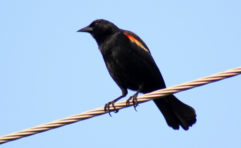 Red-winged Blackbird - Rolando Chávez