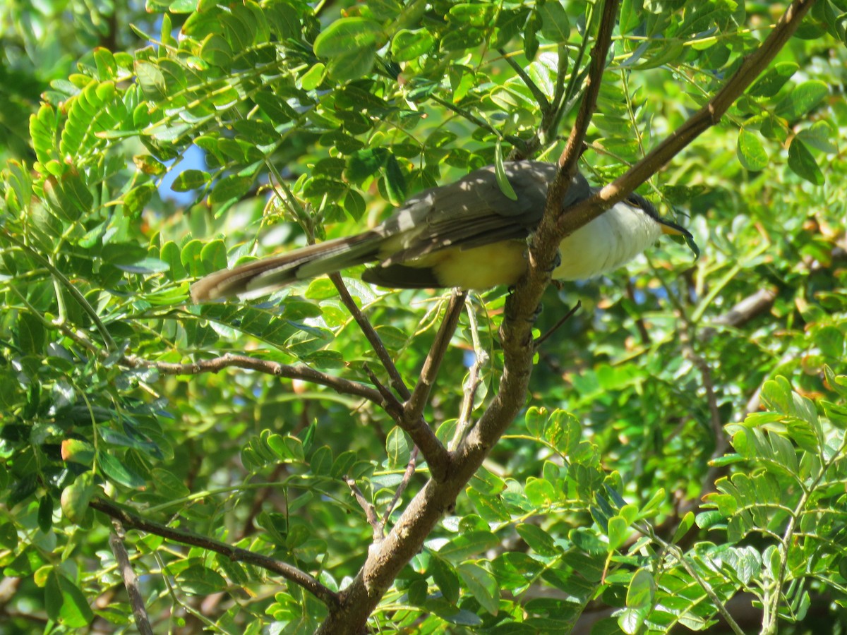 Mangrove Cuckoo - ML134115451