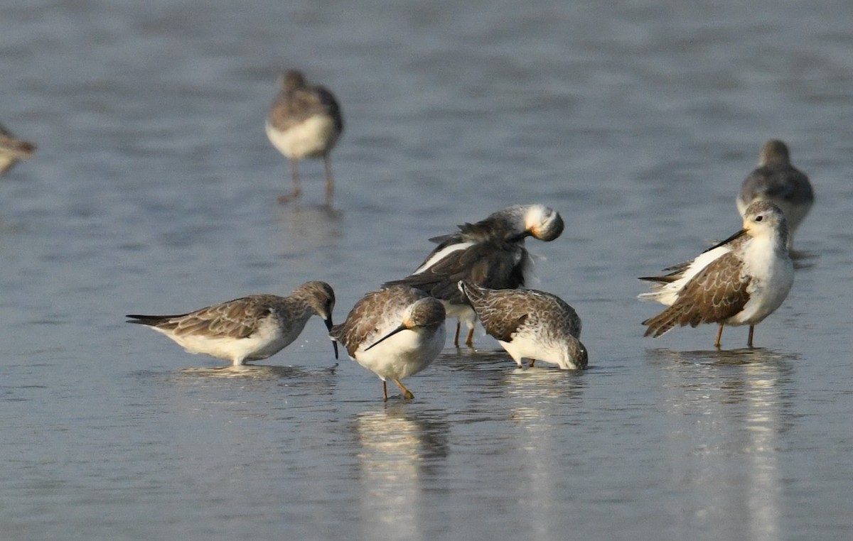 Curlew Sandpiper - Mohammed Sayeer