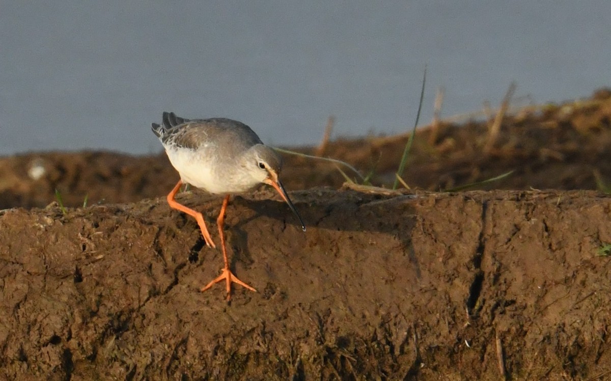 Spotted Redshank - Mohammed Sayeer