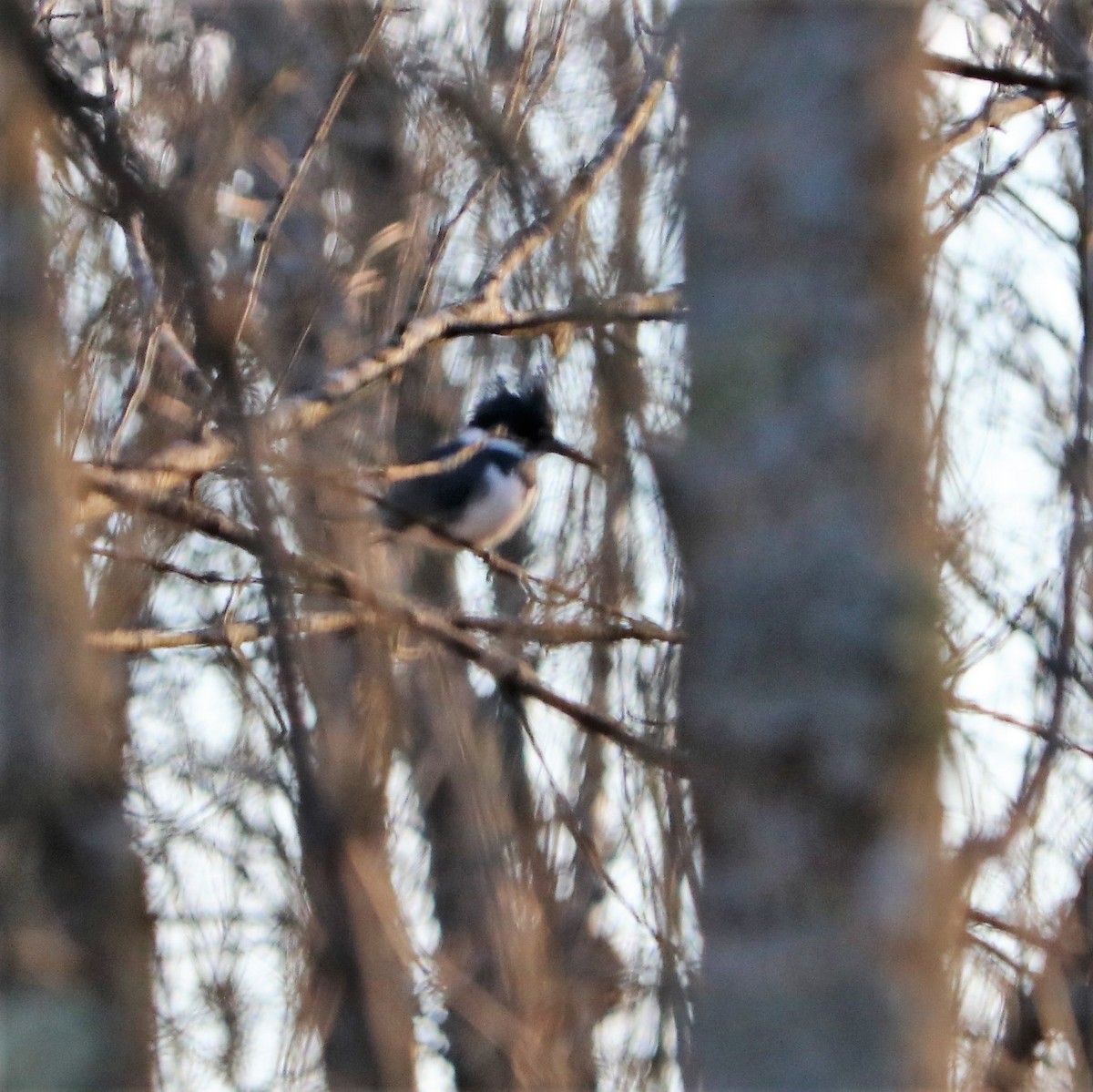 Belted Kingfisher - ML134120931