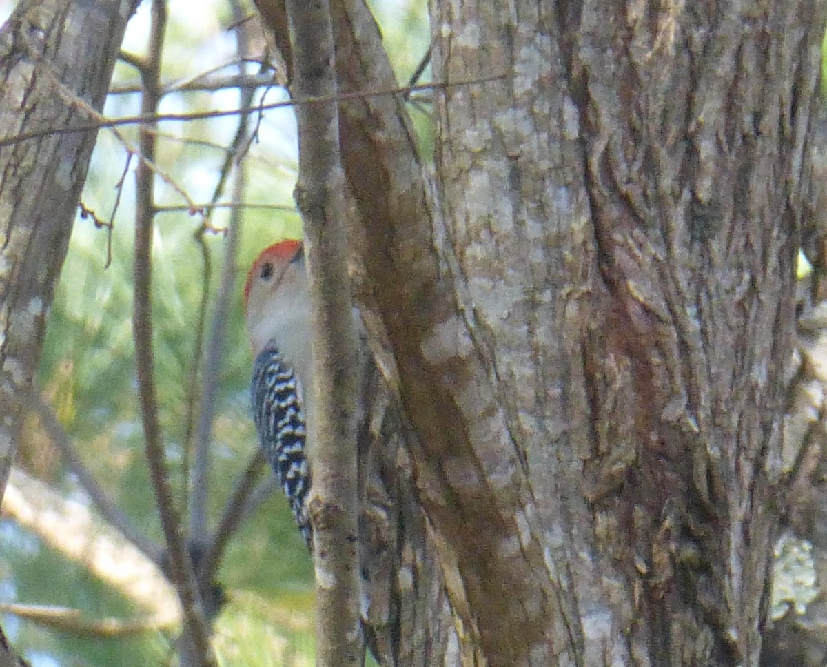 Red-bellied Woodpecker - ML134125451