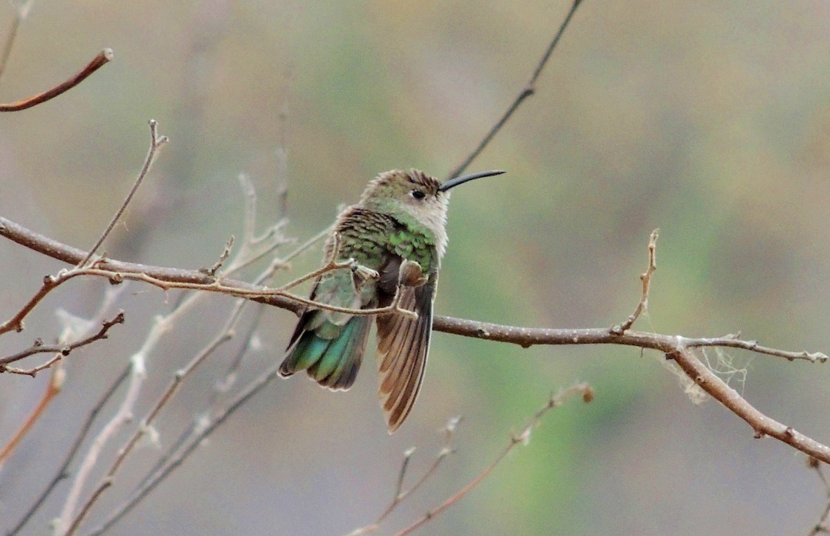 Tumbes Hummingbird - Jorge Tiravanti