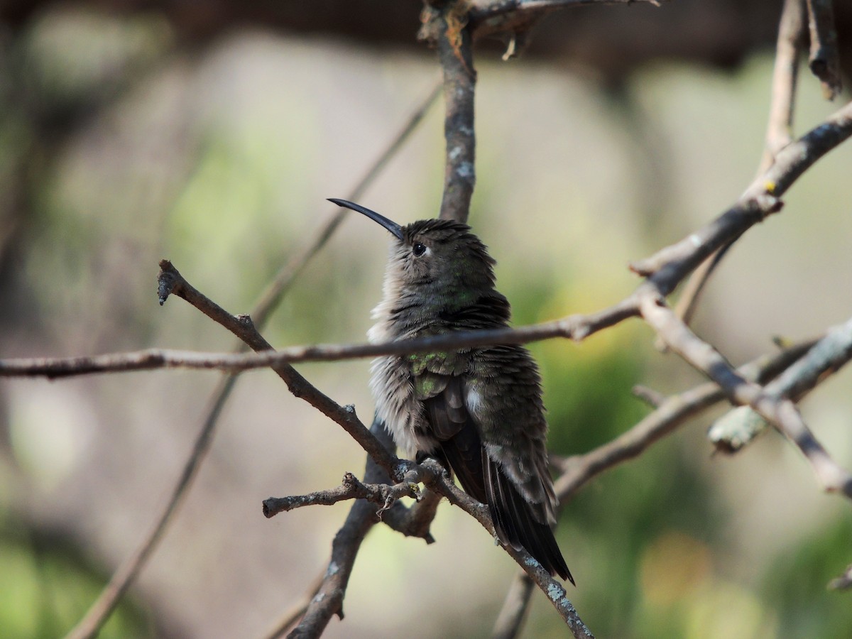 Tumbes Hummingbird - Jorge Tiravanti