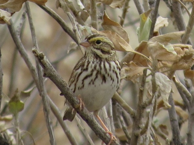 Savannah Sparrow - ML134130481