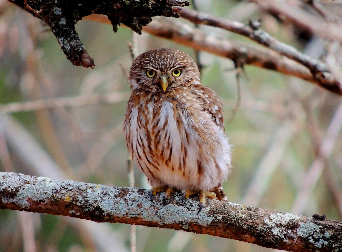 Peruvian Pygmy-Owl - Jorge Tiravanti