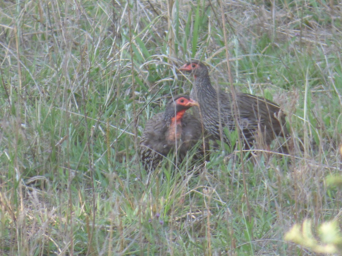 Red-necked Spurfowl - ML134136151