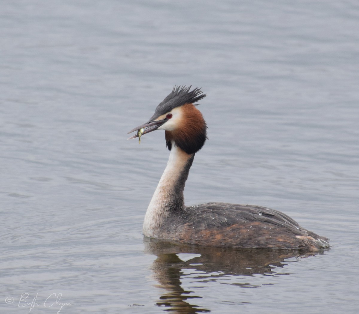 Great Crested Grebe - Bethan Clyne