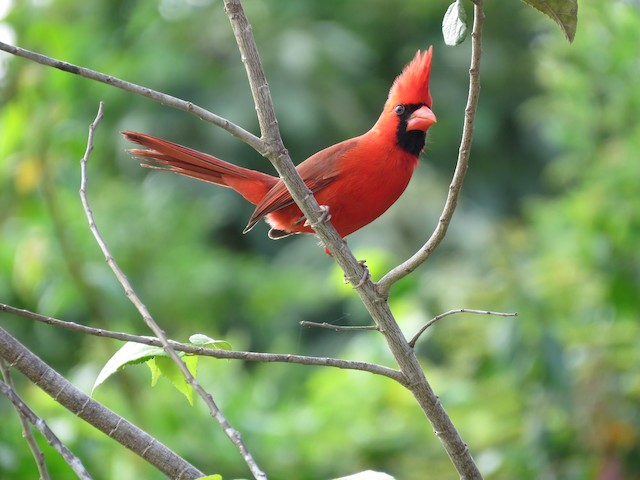 Male (presumably subspecies <em>flammiger</em>). - Northern Cardinal - 