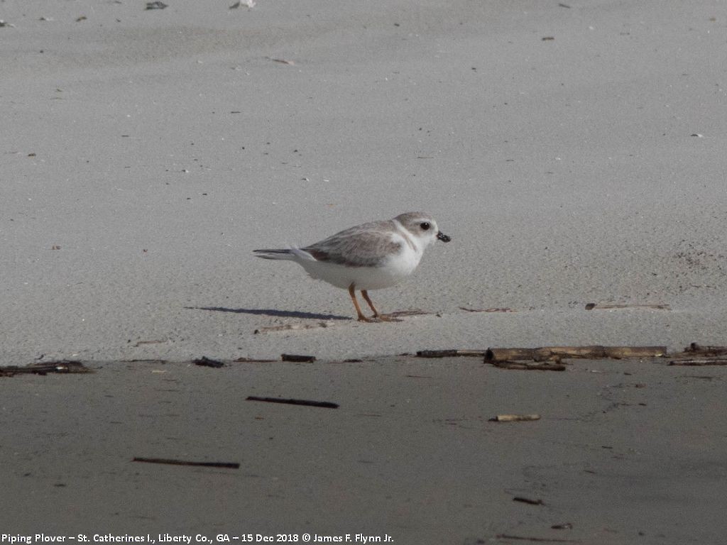 Piping Plover - ML134138731