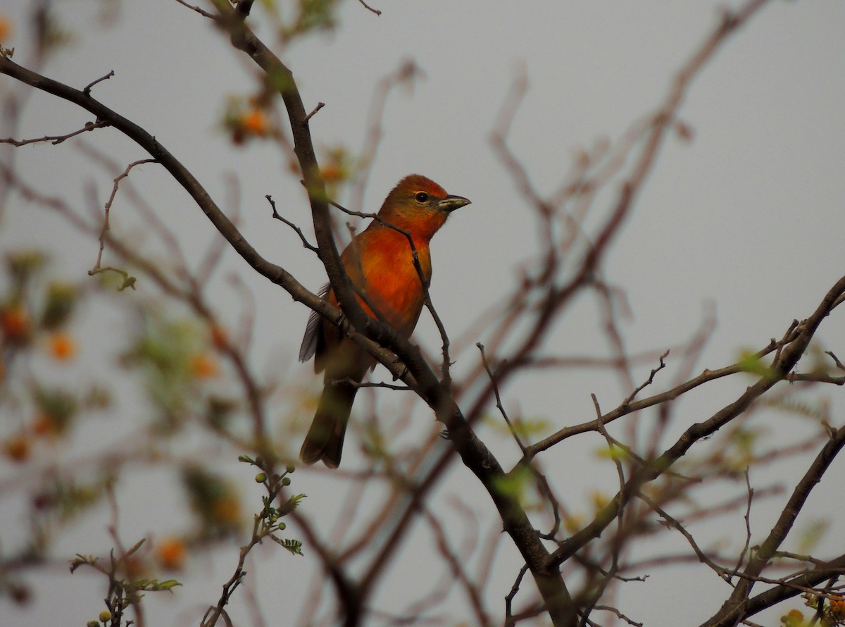 Hepatic Tanager - ML134140751