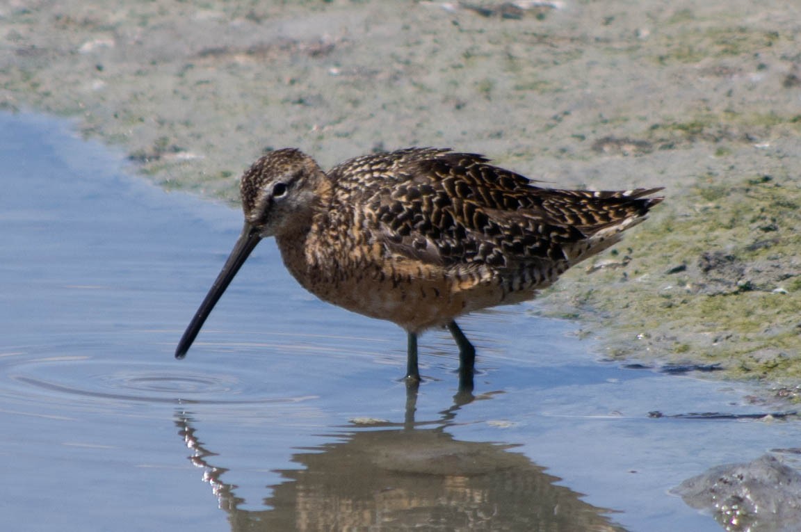 Long-billed Dowitcher - ML134141421