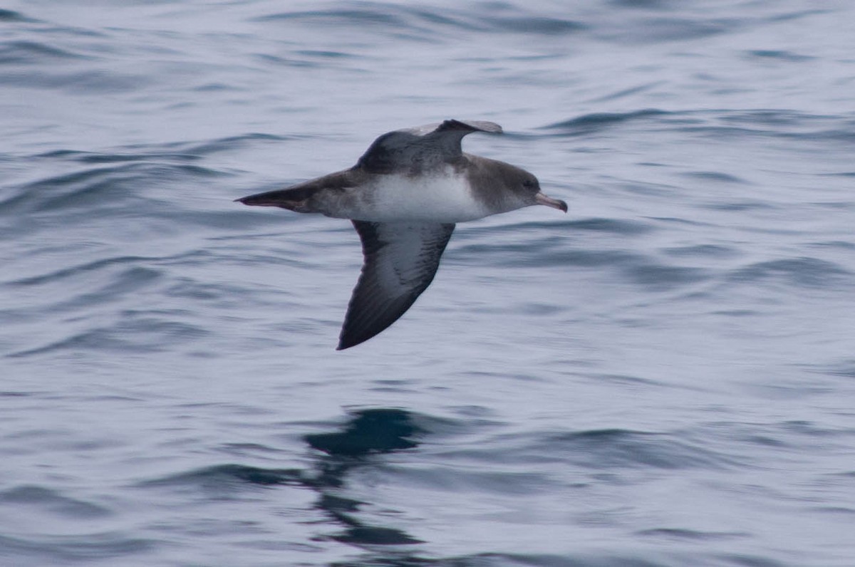 Pink-footed Shearwater - Fred Hochstaedter