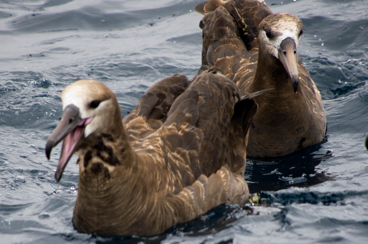 albatros černonohý - ML134141901