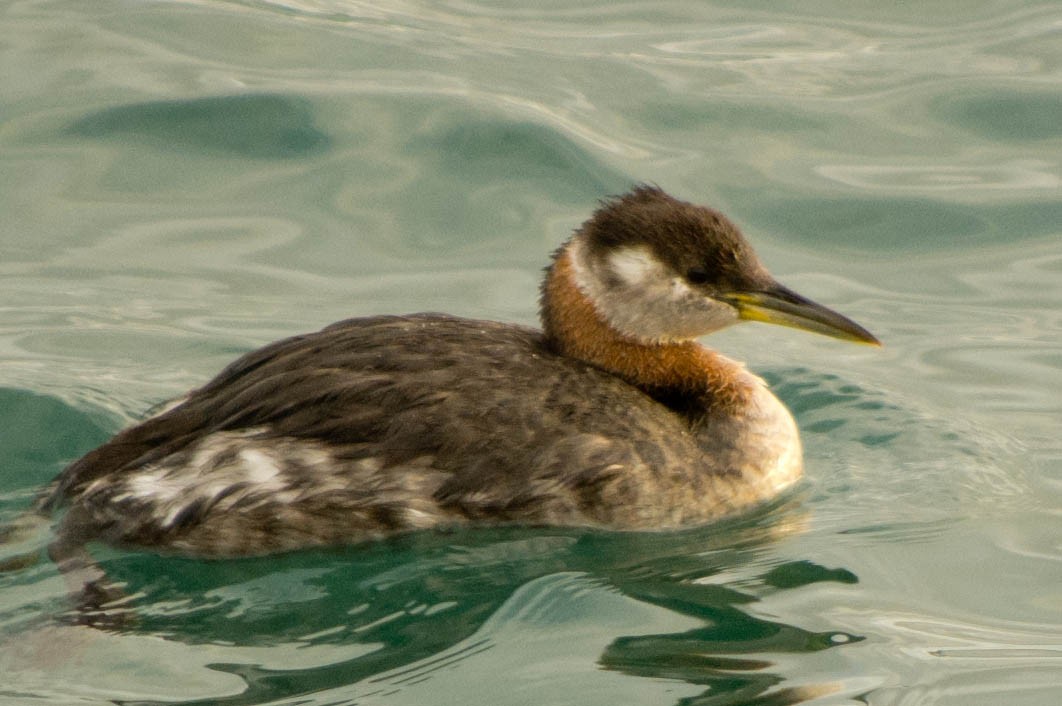 Red-necked Grebe - ML134142991