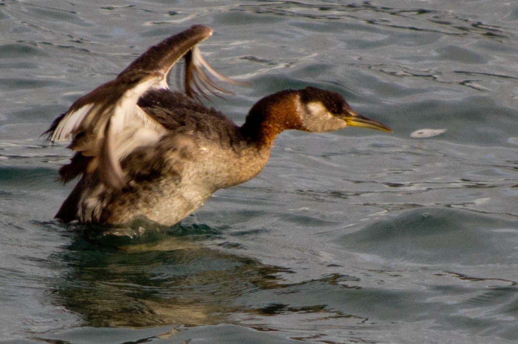 Red-necked Grebe - ML134143001
