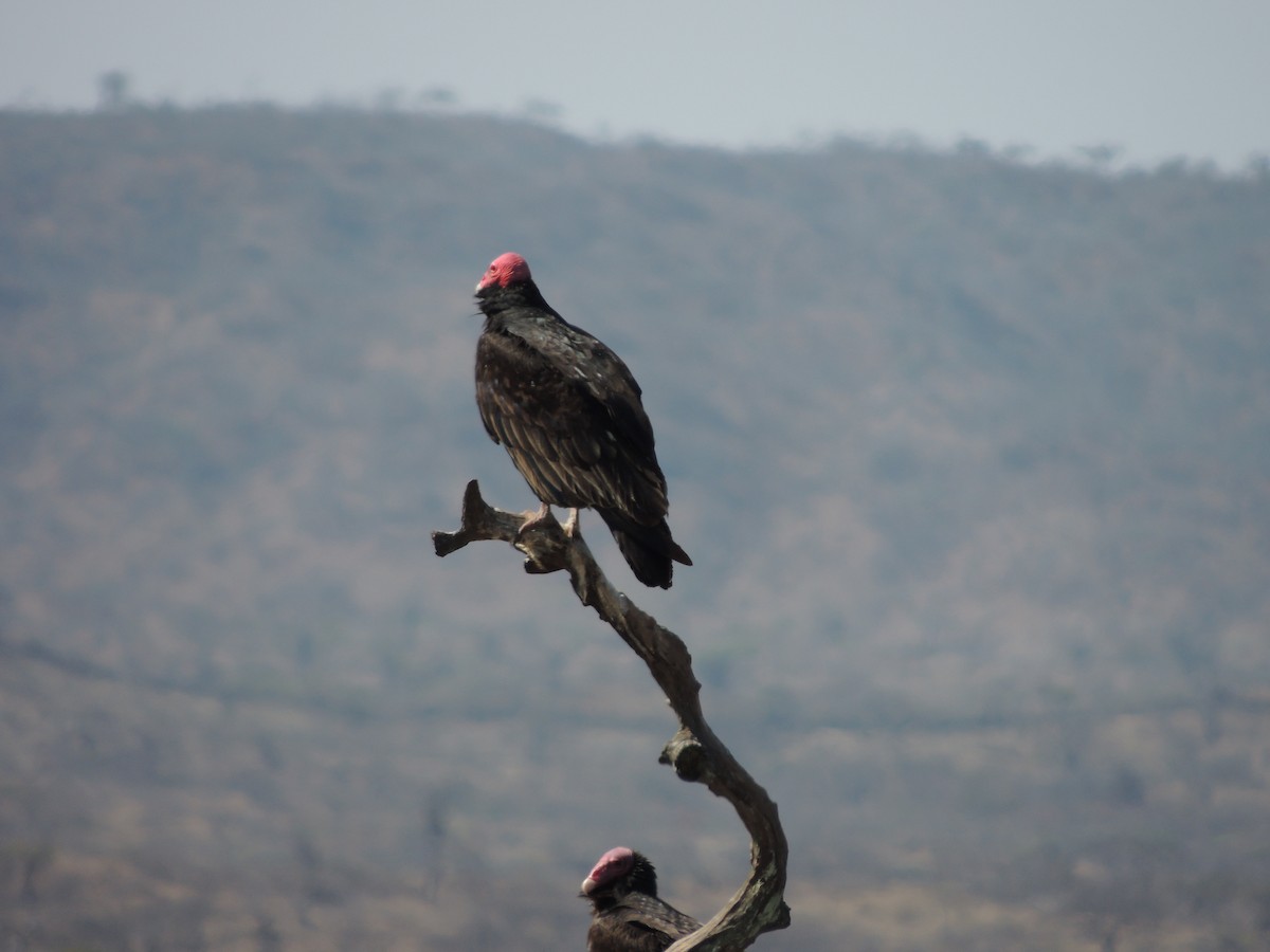 Turkey Vulture - Jorge Tiravanti