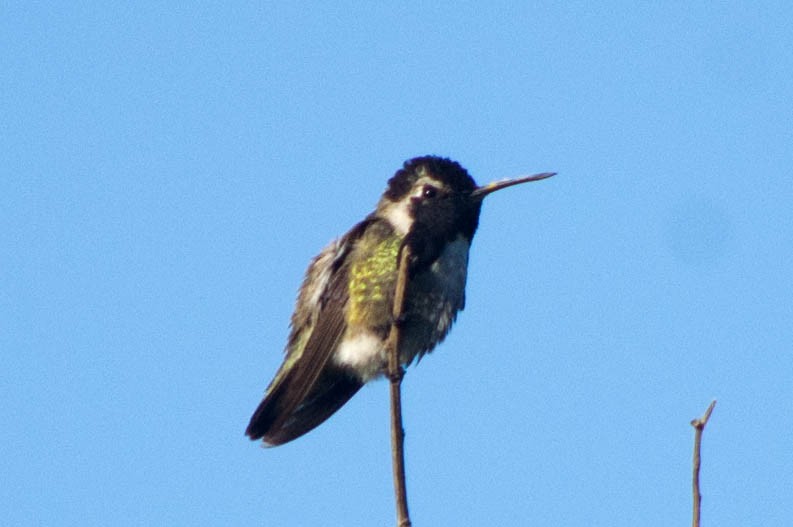 Costa's Hummingbird - Fred Hochstaedter