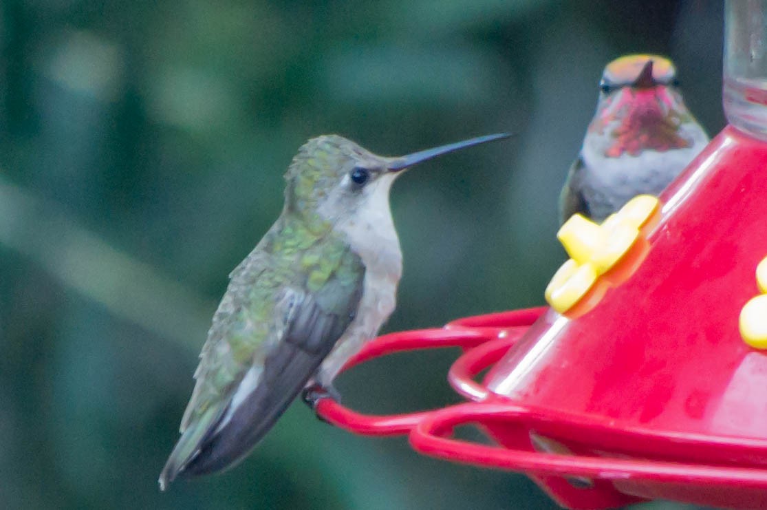 Black-chinned Hummingbird - Fred Hochstaedter