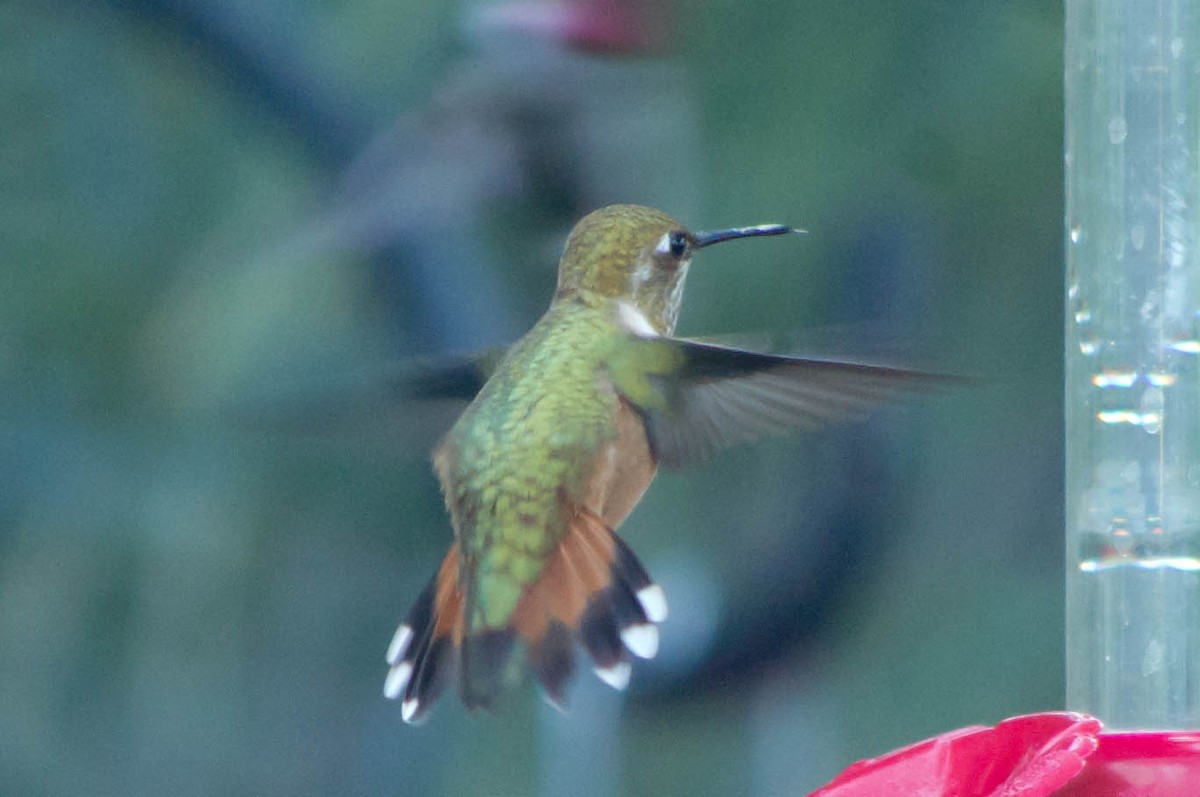 Rufous Hummingbird - Fred Hochstaedter