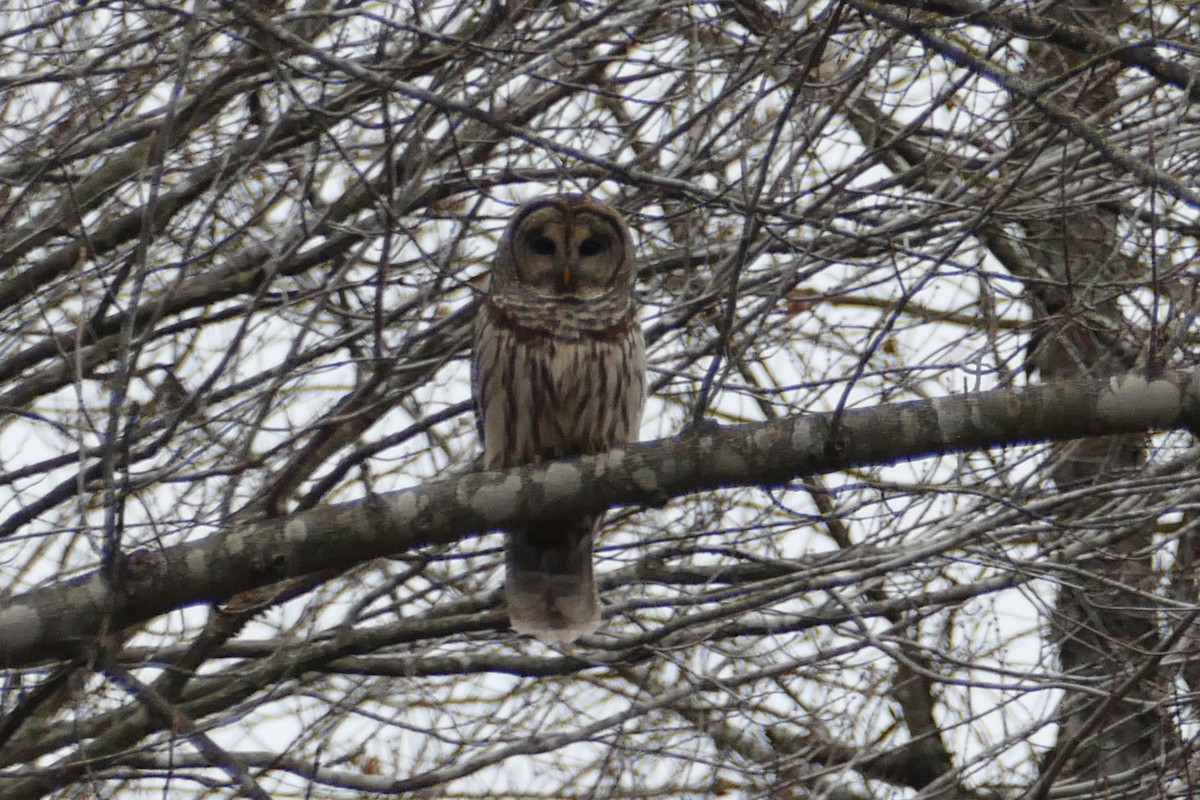 Barred Owl - ML134144661