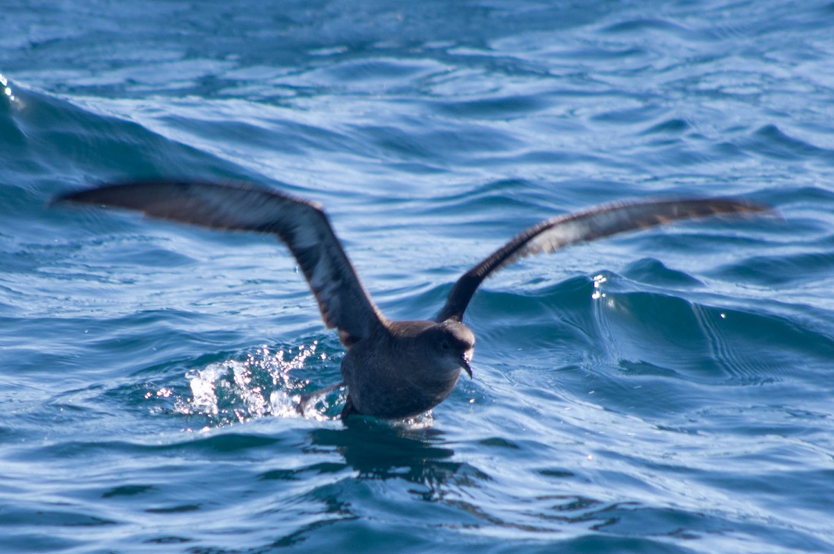 Short-tailed Shearwater - Fred Hochstaedter