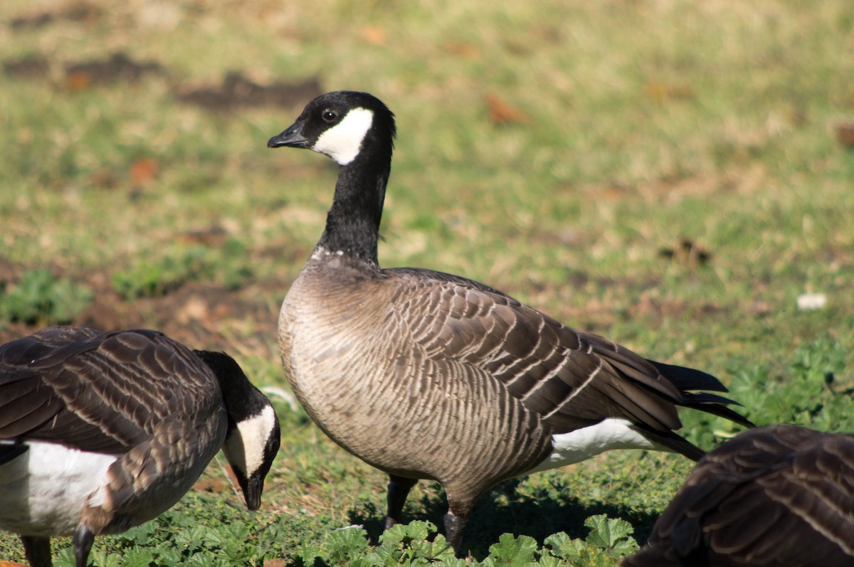 Cackling Goose (minima) - ML134145011