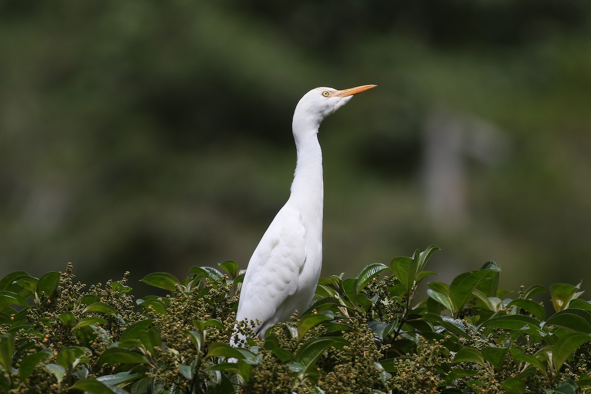 Western Cattle Egret - Blair Dudeck