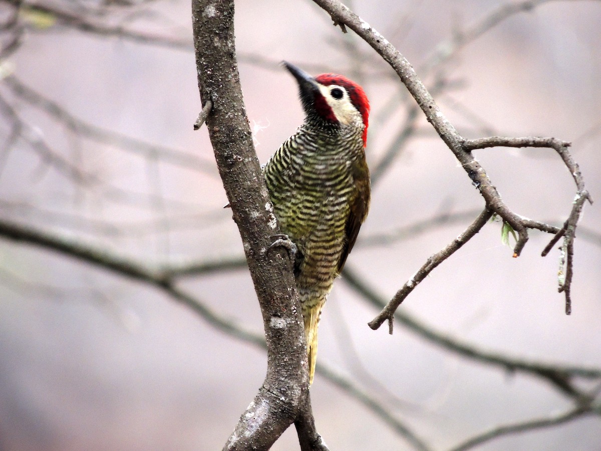 Golden-olive Woodpecker - ML134146831