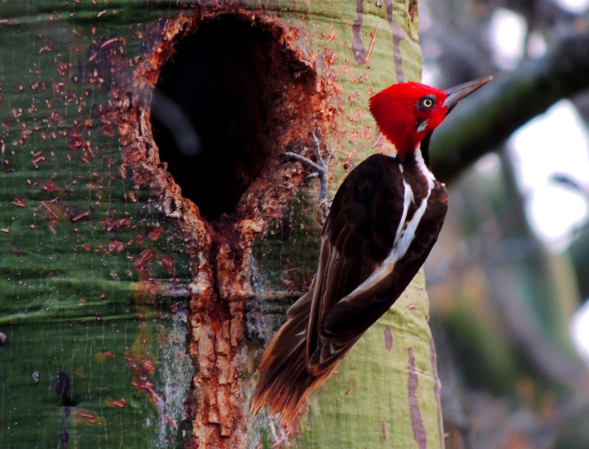 Guayaquil Woodpecker - Jorge Tiravanti