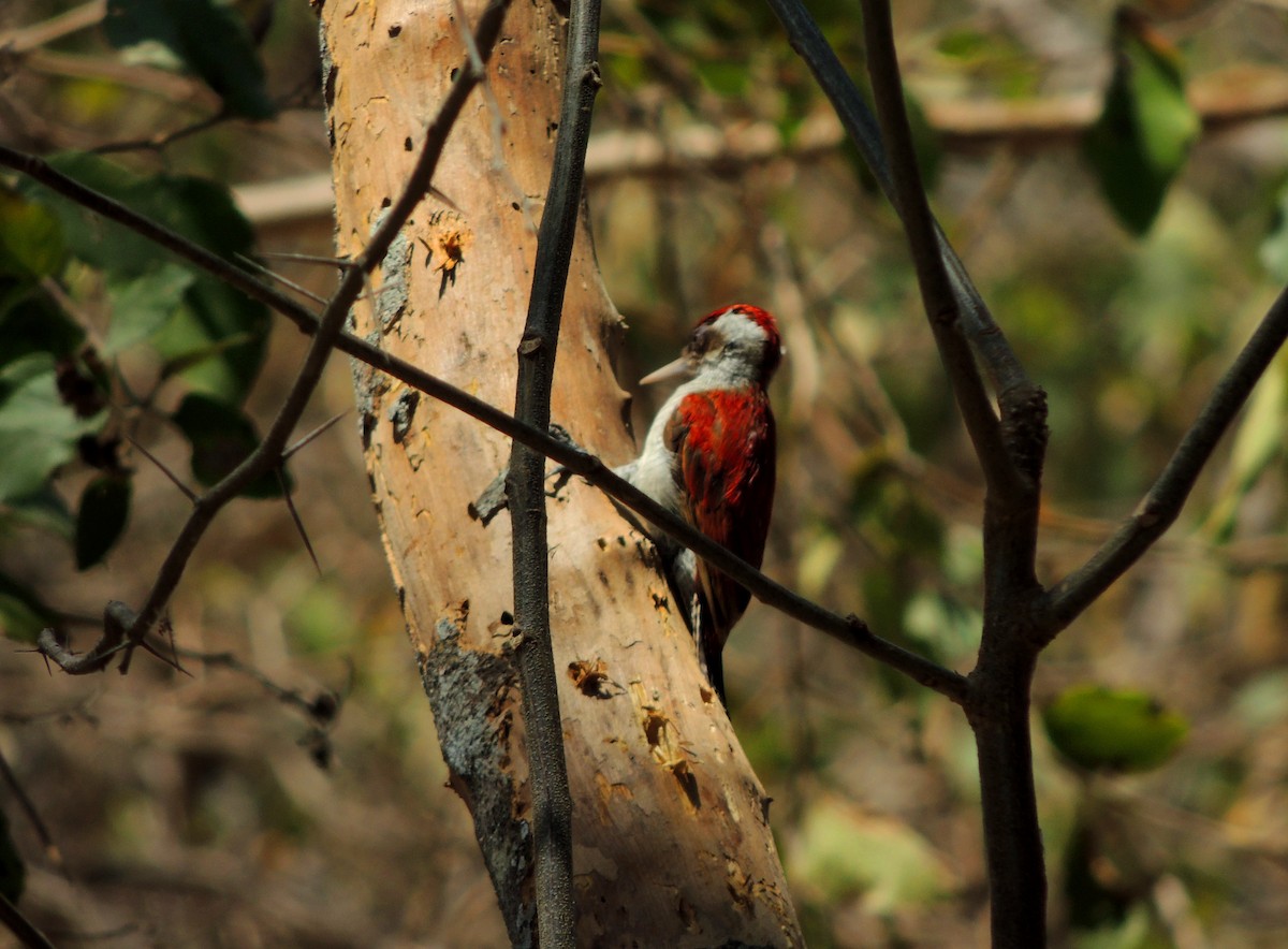 Scarlet-backed Woodpecker - Jorge Tiravanti