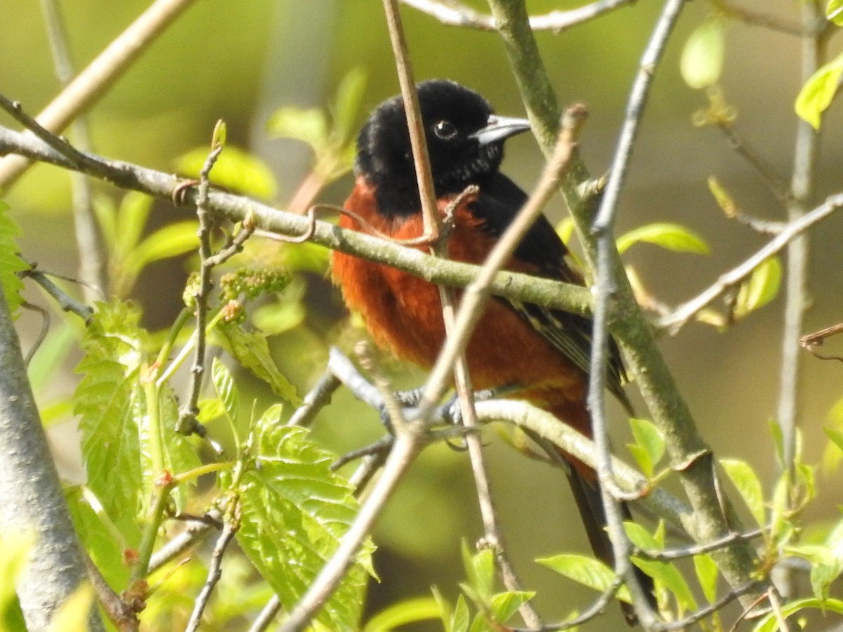 Orchard Oriole - ML134150071