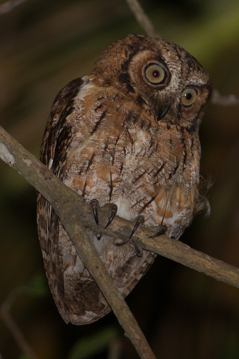 Moluccan Scops-Owl - ML134151841