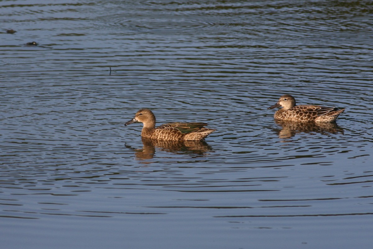 Blue-winged Teal - ML134152331