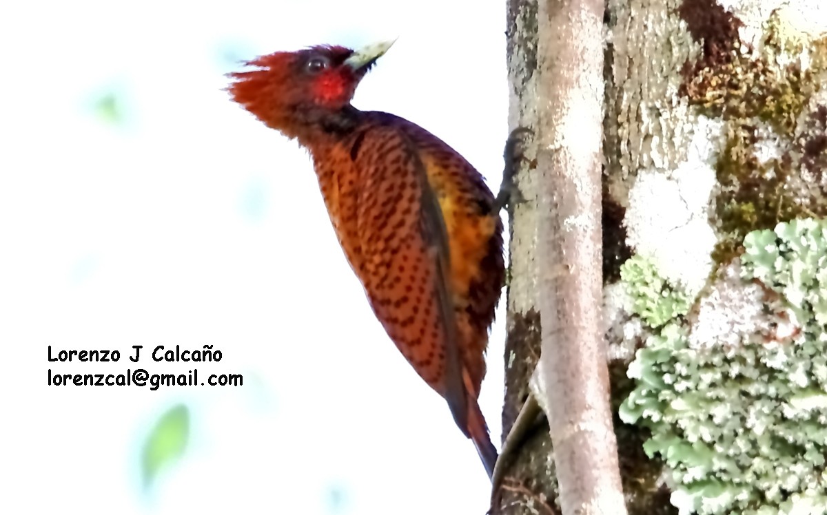 Waved Woodpecker (Scale-breasted) - Lorenzo Calcaño