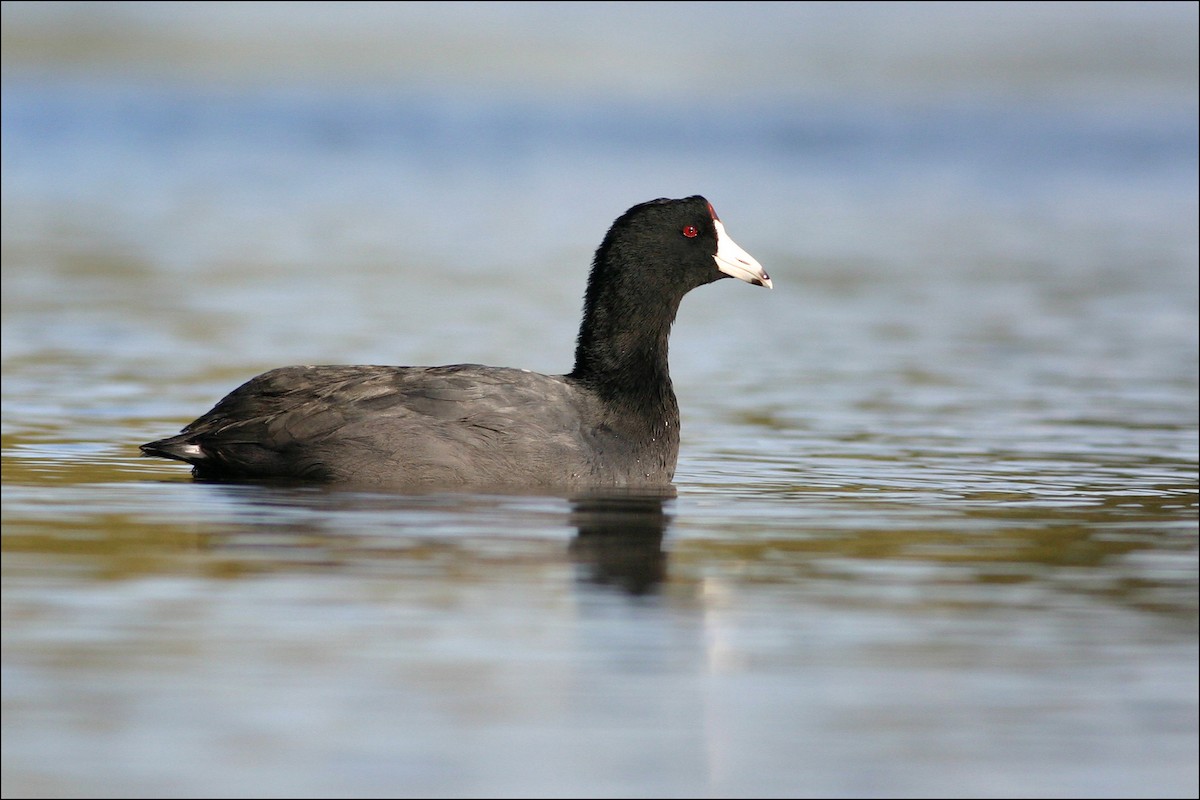 American Coot (Red-shielded) - ML134153771