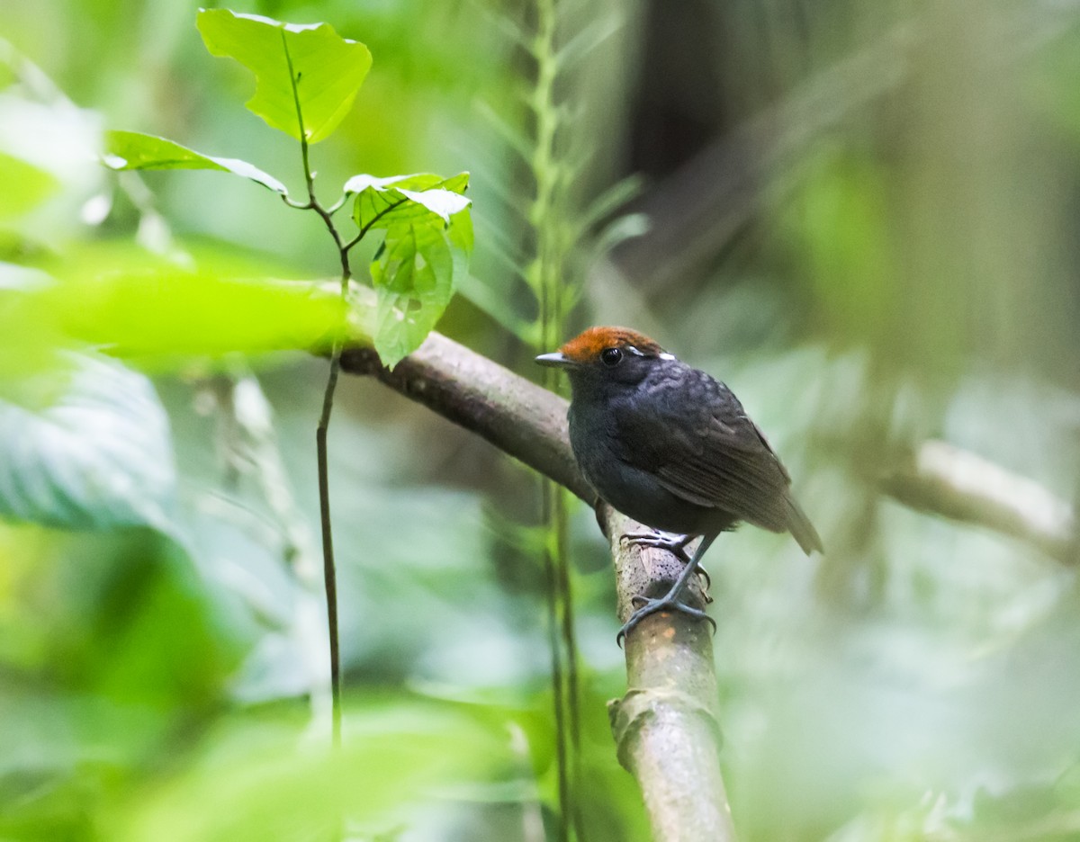 Chestnut-crowned Gnateater - ML134153971