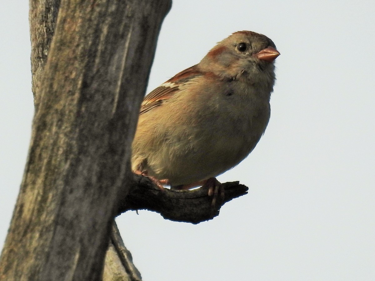 Field Sparrow - Tom M